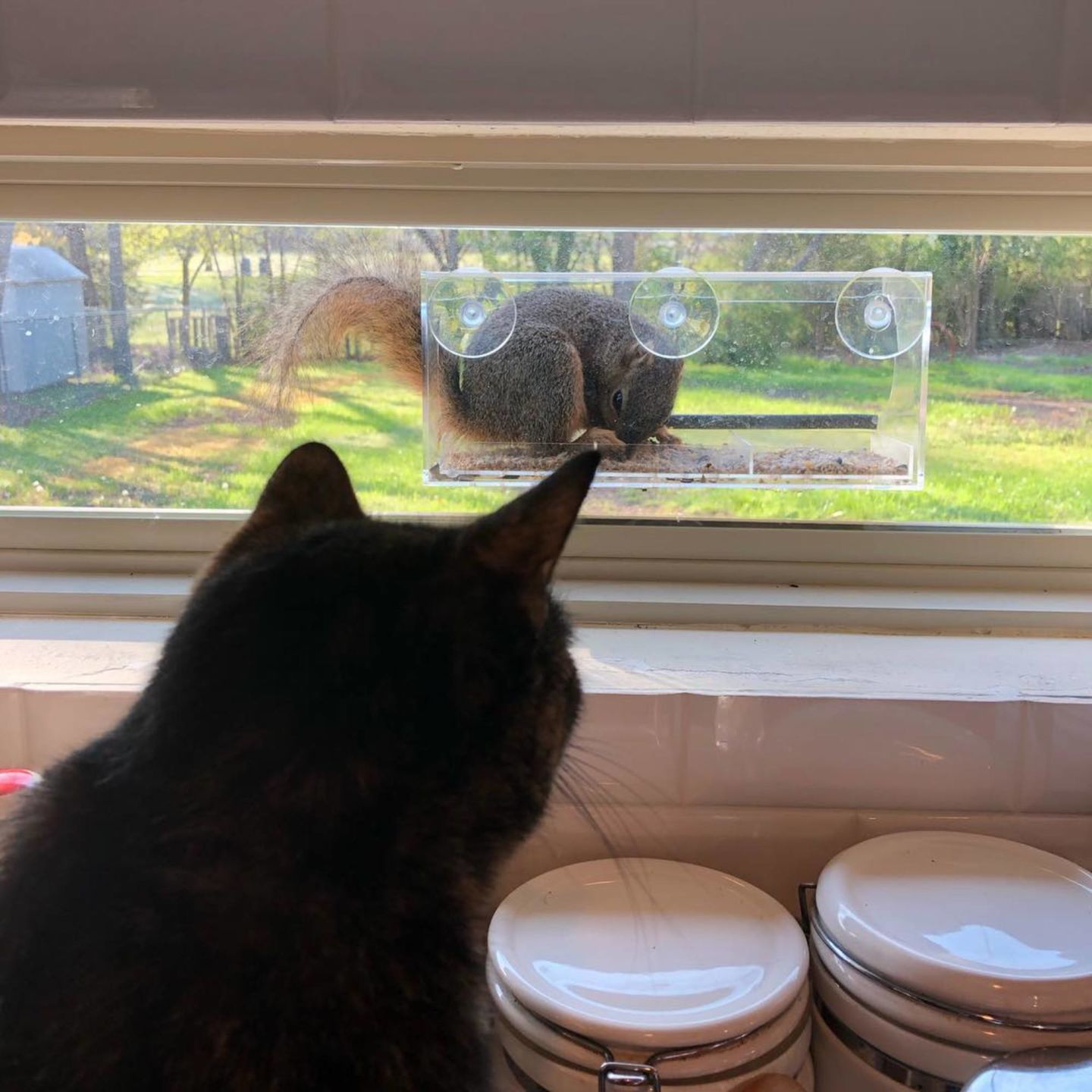 Entranced cat